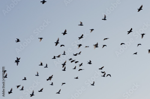 A flock of migrating birds crossing a light blue sky