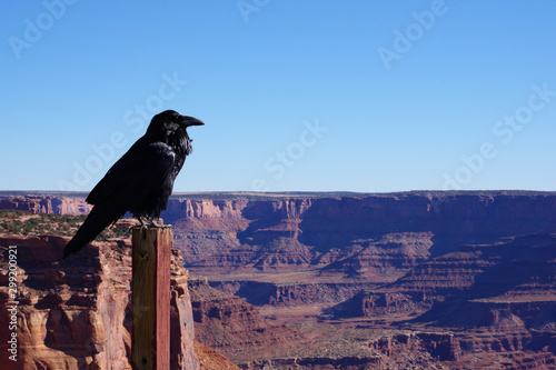 A large black raven is posting himself with a canyon view