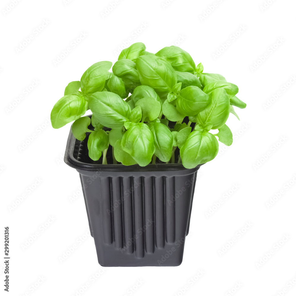 A photo of the organic basil seeds germination. Green basil sprouts in plastic pot ready for seedling. Spring background. Isolated on white background. A photo of the organic basil seeds germination. Green basil sprouts in plastic pot ready for seedling. Spring background. Isolated on white background.