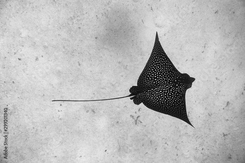 Photography eagle ray