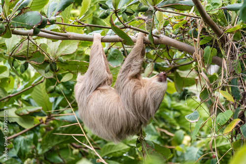 Hoffman’s Two-toed Sloth (Choloepus Hoffmanni) in the wild, Cahuita, forest of Costa Rica, Latin America