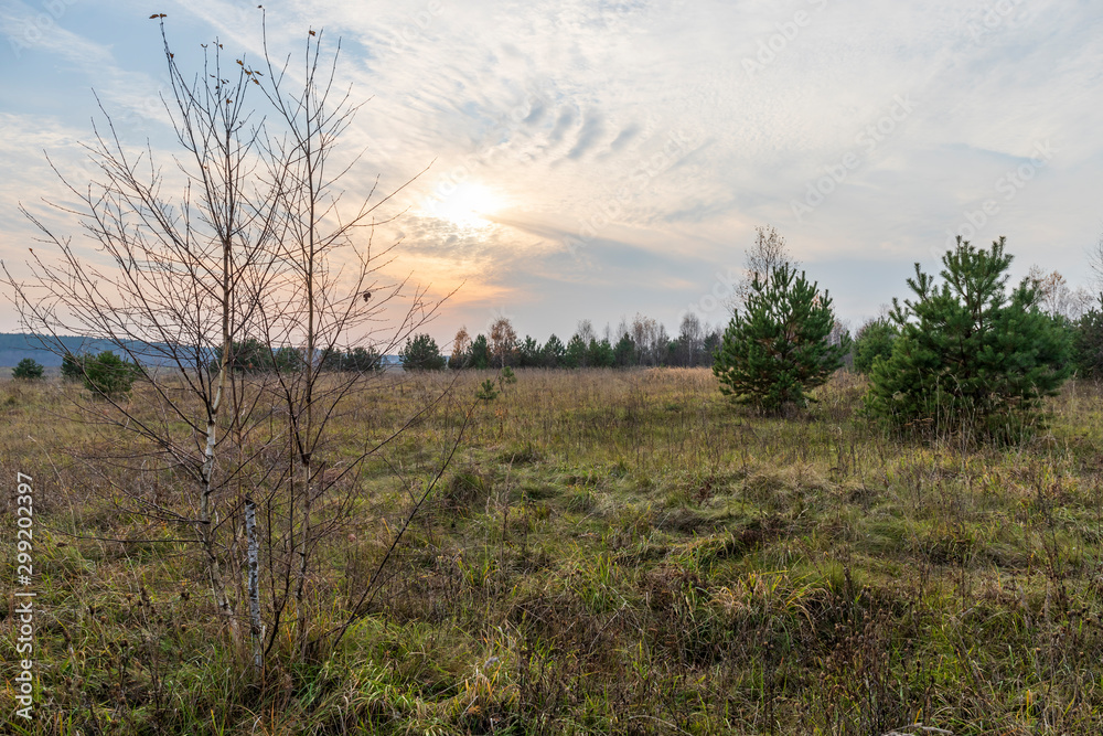 Sunset in a beautiful cloudy sky over a field with young pines and birches. Colorful autumn landscape. HDR Sunset in a beautiful cloudy sky over a field with young pines and birches. Colorful autumn landscape. HDR
