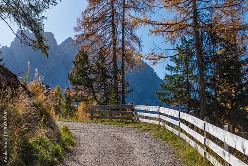 road in forest, autumn in the dolomite alps, villnöss - funes, south tyrol