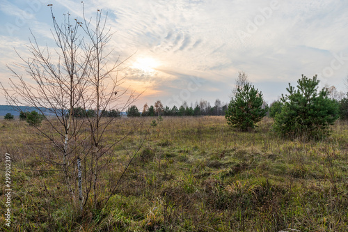 Sunset in a beautiful cloudy sky over a field with young pines and birches. Colorful autumn landscape. HDR