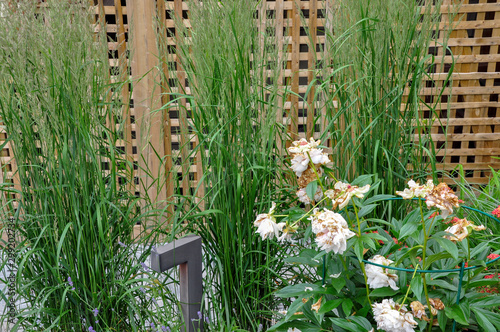 A beautiful small, urban backyard garden featuring a tumbled paver patio, flagstone stepping stones, and a variety of trees, shrubs and perennials add colour and year round interest.  photo