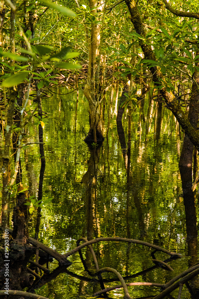 Fototapeta premium mangrove trees with green leaves and long roots growing in fresh water summer sunny day in Zanzibar, Tanzania