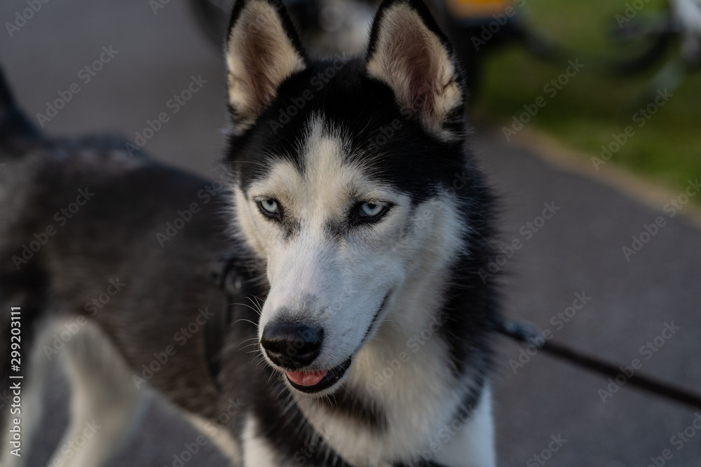 outdoor portrait of a young lovely playful beautiful cute smiling husky