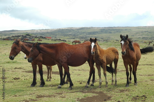 horses salvales prairie easter island © camiguti