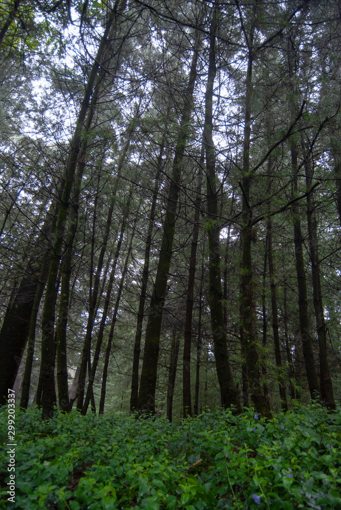 trees in the forest trees in the forest