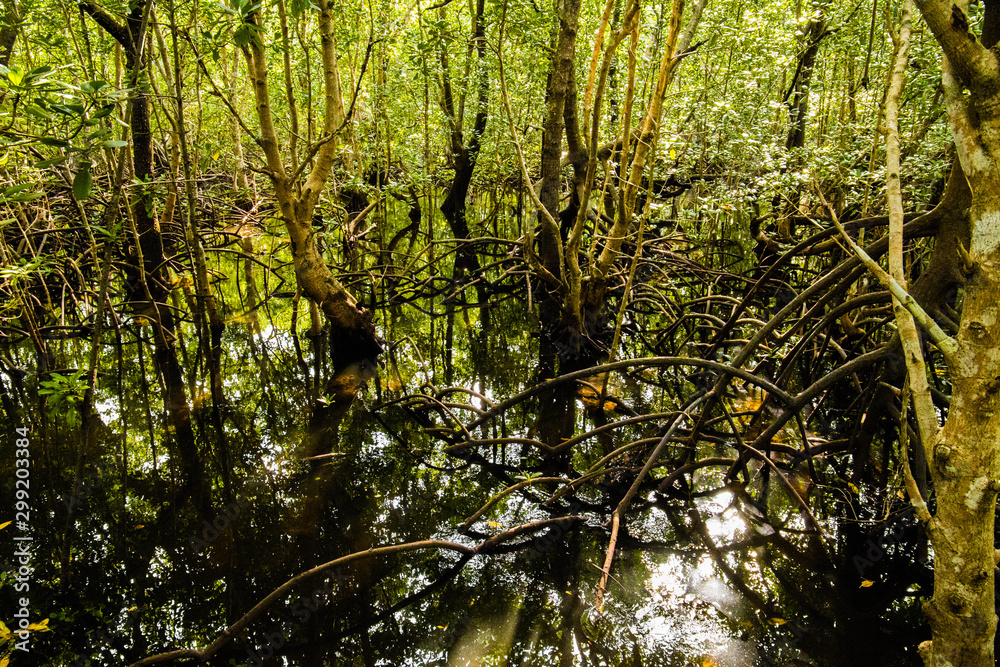 Obraz premium mangrove trees with green leaves and long roots growing in fresh water summer sunny day in Zanzibar, Tanzania