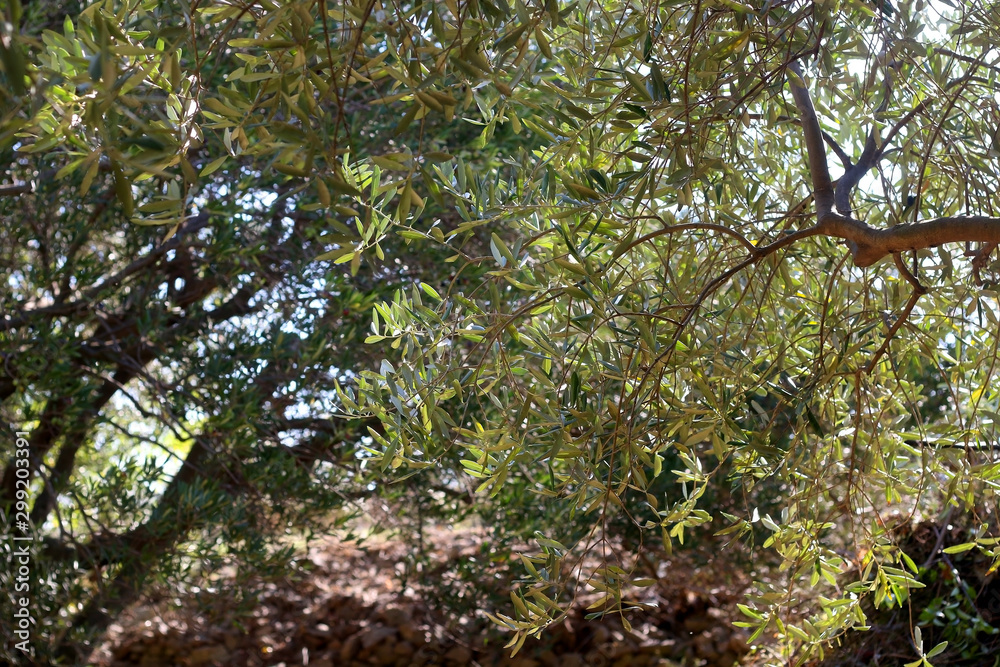 Olive tree in a garden. Selective focus. Olive tree in a garden. Selective focus.