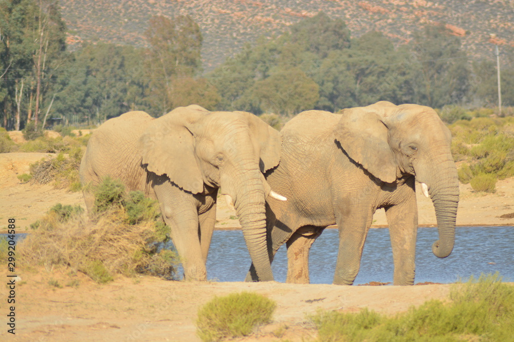 Fototapeta premium Elephants