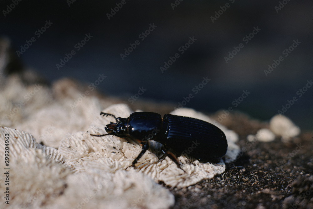 Bess Bug (Popilius Eclipticus) Beetle Bess Bug (Popilius Eclipticus) Beetle