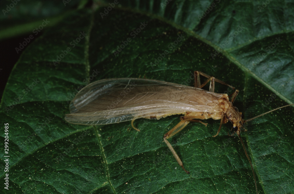 Brown Lacewing (Hemerobiidae)