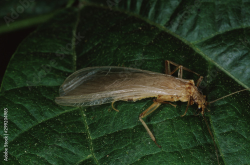 Brown Lacewing (Hemerobiidae) photo