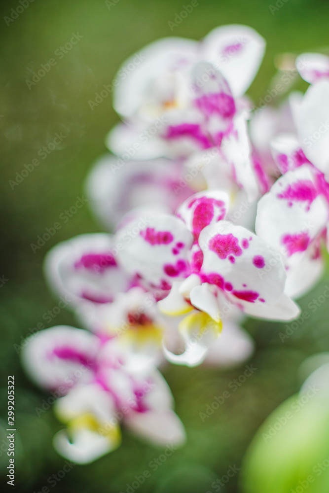 Closeup of beautiful orchid flowers in the nature Closeup of beautiful orchid flowers in the nature