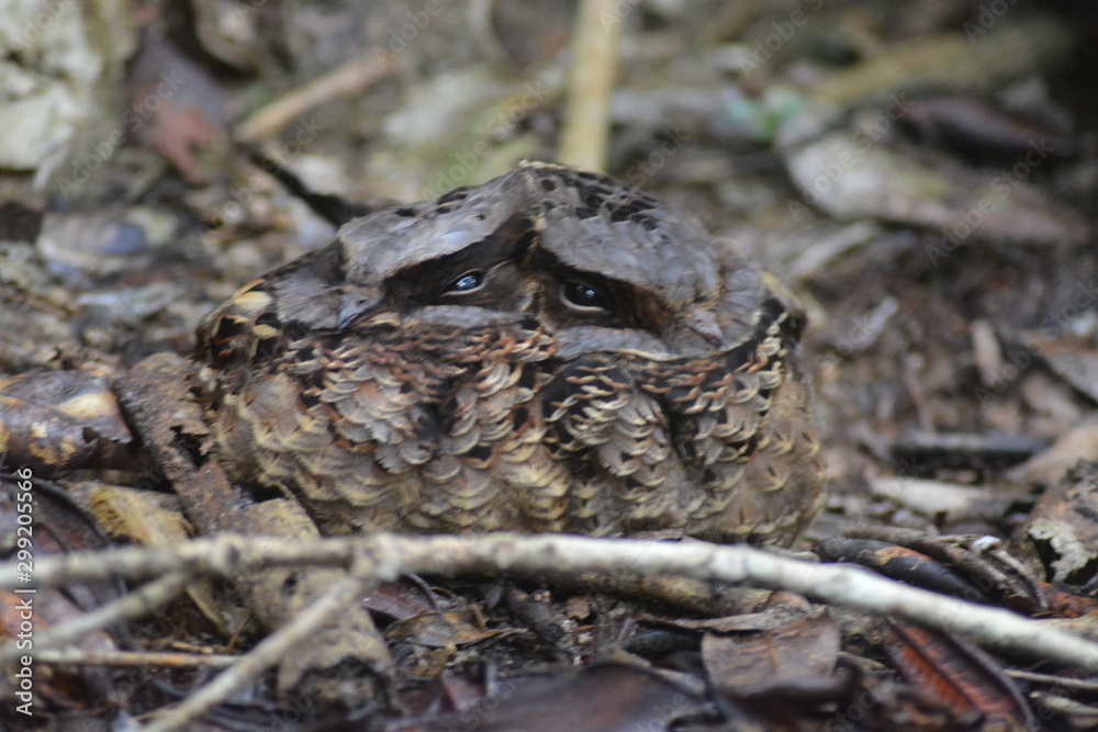 Nightjar Nightjar