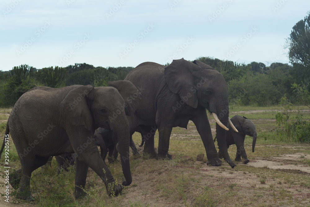 Fototapeta premium Elephant