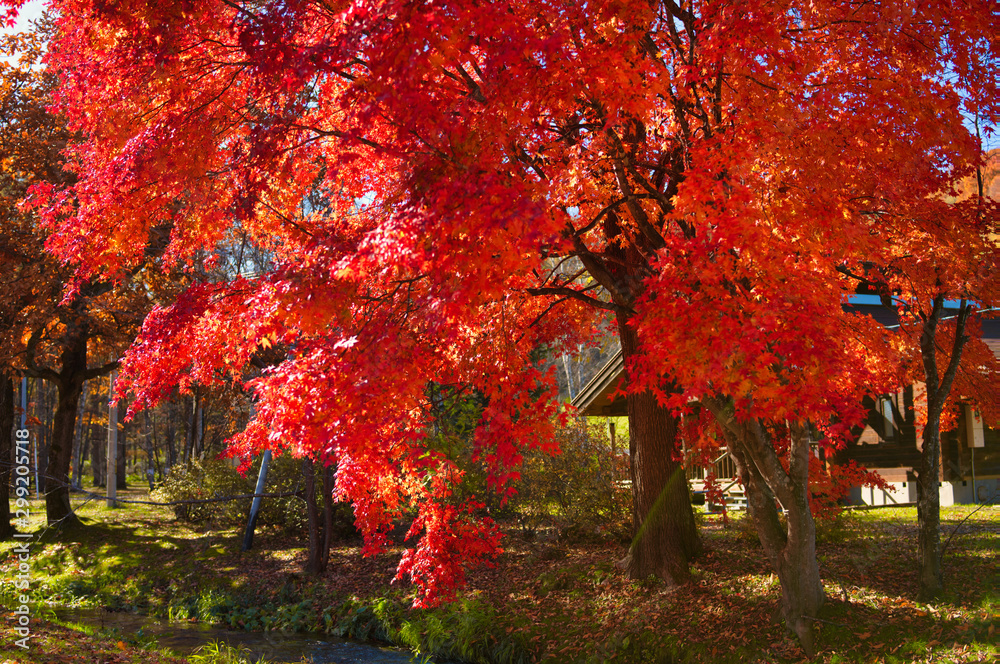 Fototapeta premium 芽室町の紅葉