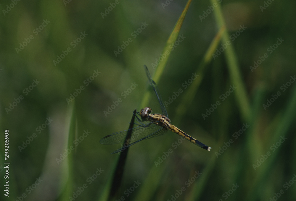 Dragonfly