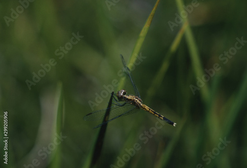 Dragonfly © Liz