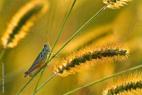 Red-legged grasshopper (Melanoplus femurrubrum) on yellow foxtail grass (Setaria glauca), backlit by setting sun. photo