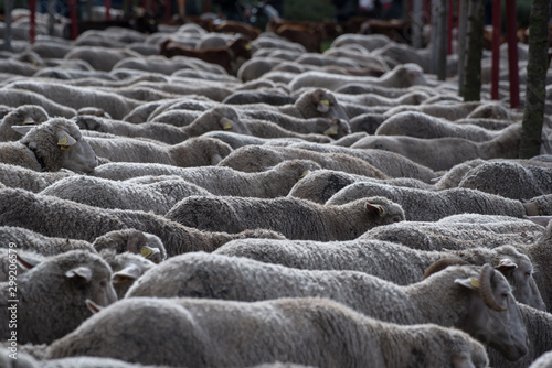 Rebaño de ovejas en la ciudad de Madrid photo