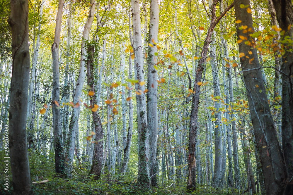 forest in autumn forest in autumn