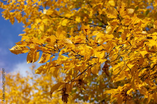 Orange and yellow autumn leaves on tree branches against blue sky background.