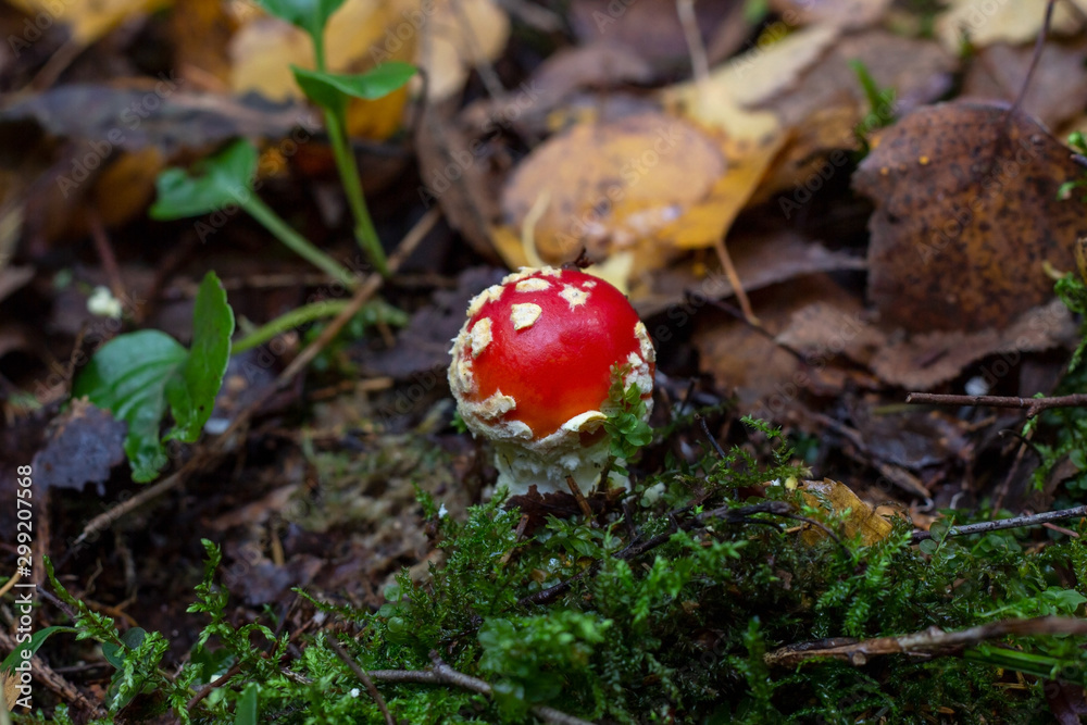 Toxic Red Amanita Muscaria fungus macro close up in natural environment. Poisonous and hallucinogen mushroom Fly Agaric on autumn forest background. . Toxic Red Amanita Muscaria fungus macro close up in natural environment. Poisonous and hallucinogen mushroom Fly Agaric on autumn forest background. .