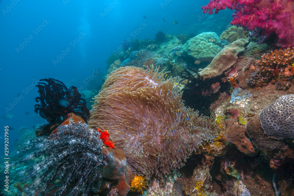Fototapeta premium Coral reef South Pacific