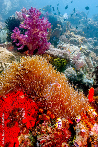 Coral reef South Pacific photo