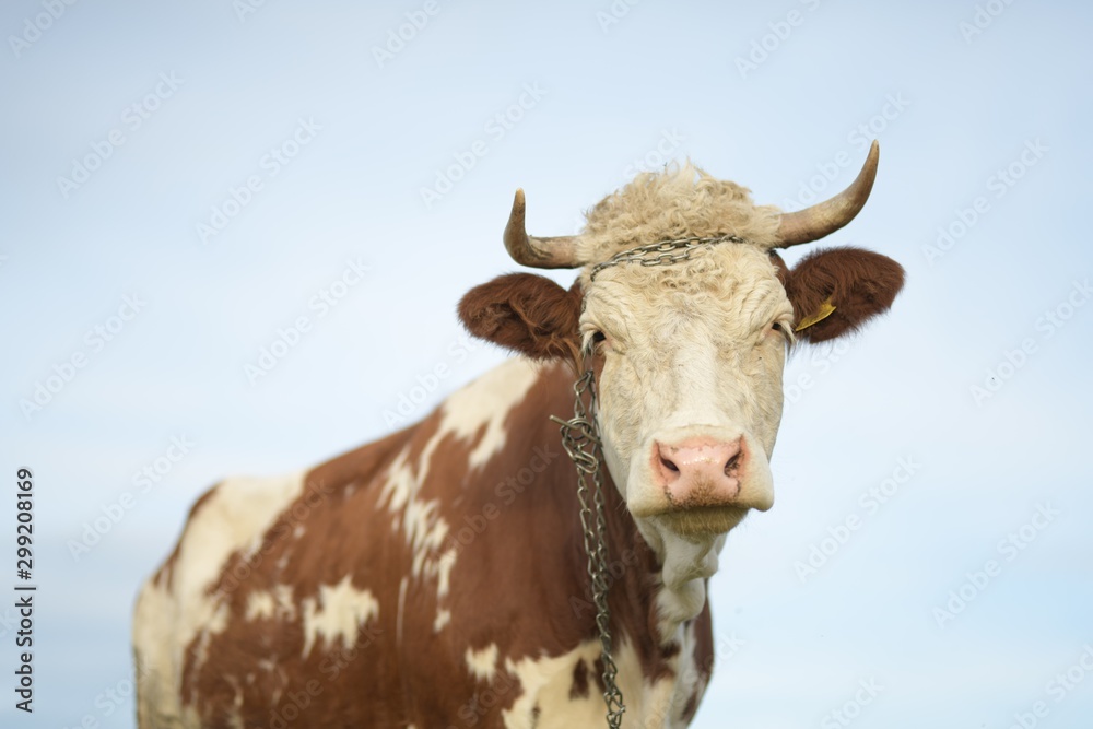 cow