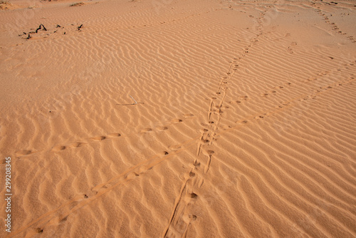 Animal Crossing in the Desert Sossusvlei