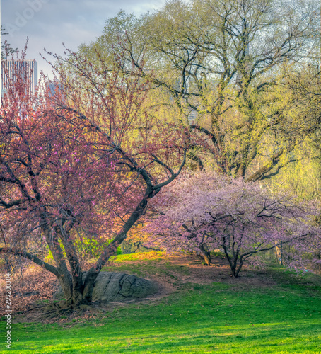 Japanese cherry tree in spring photo