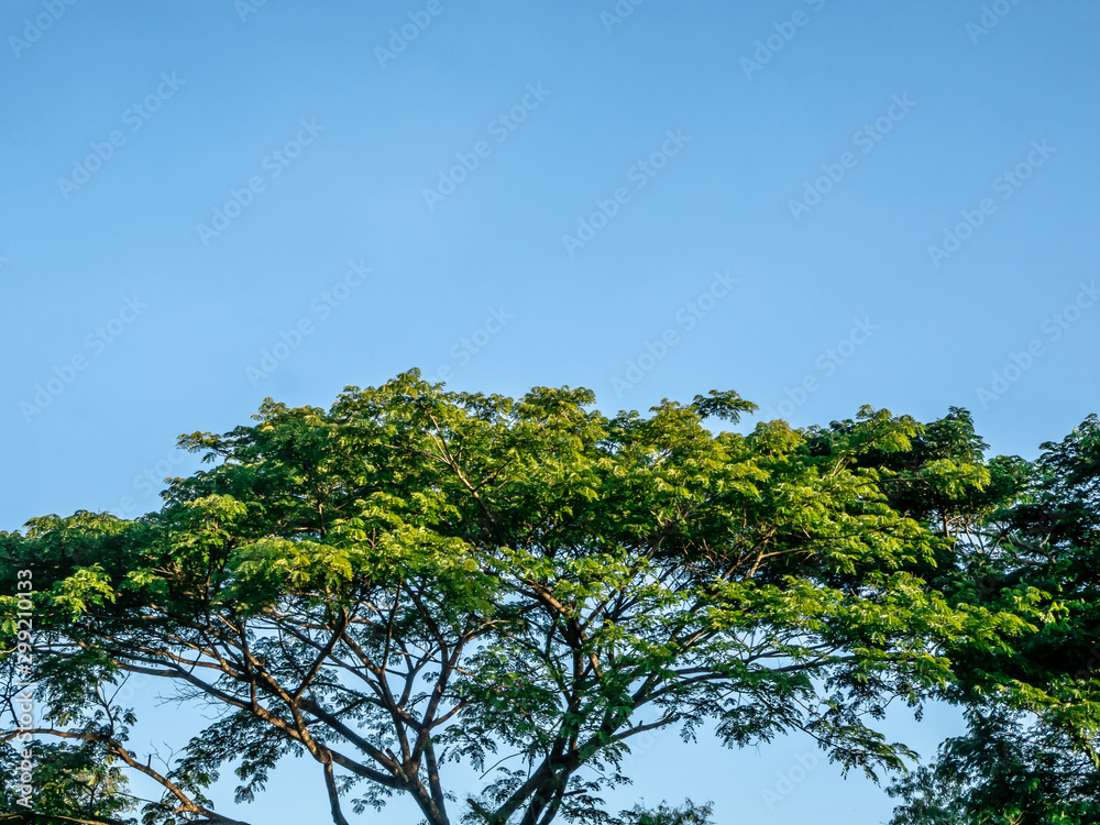 Tree with blue sky