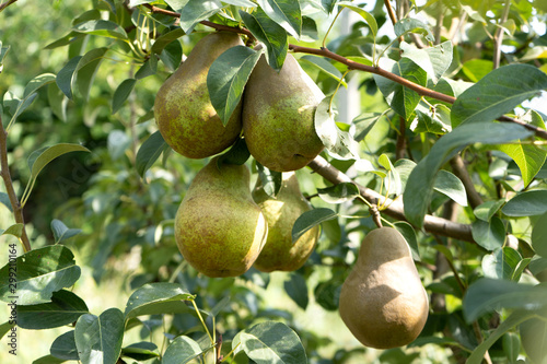 ripe pear fruit on a tree in the green garden