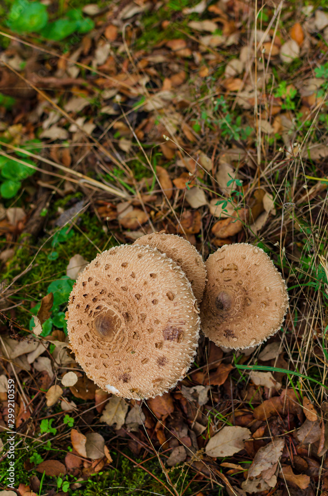 Parasol mushroom (Macrolepiota procera), healthy wild fungus. Galicia. España. Parasol mushroom (Macrolepiota procera), healthy wild fungus. Galicia. España.