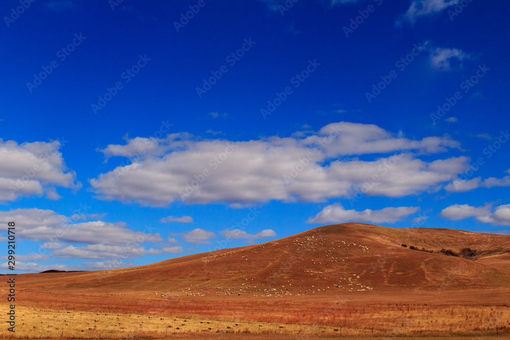 grassland and blue sky, Grazing sheep in the meadow grass. grassland and blue sky, Grazing sheep in the meadow grass.