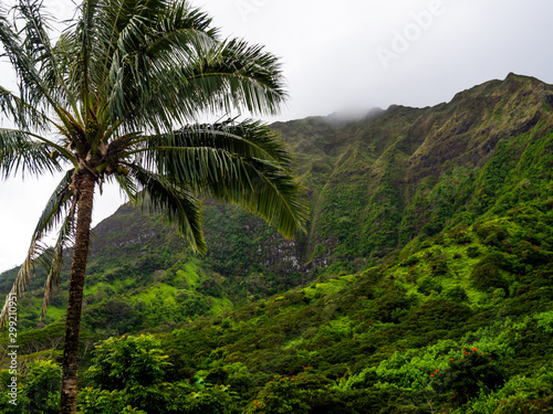 palmier dans la jungle