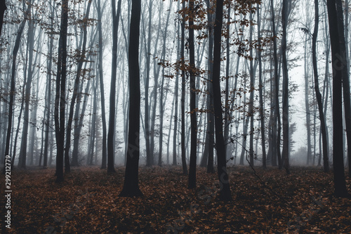 tall trees in fog in forest