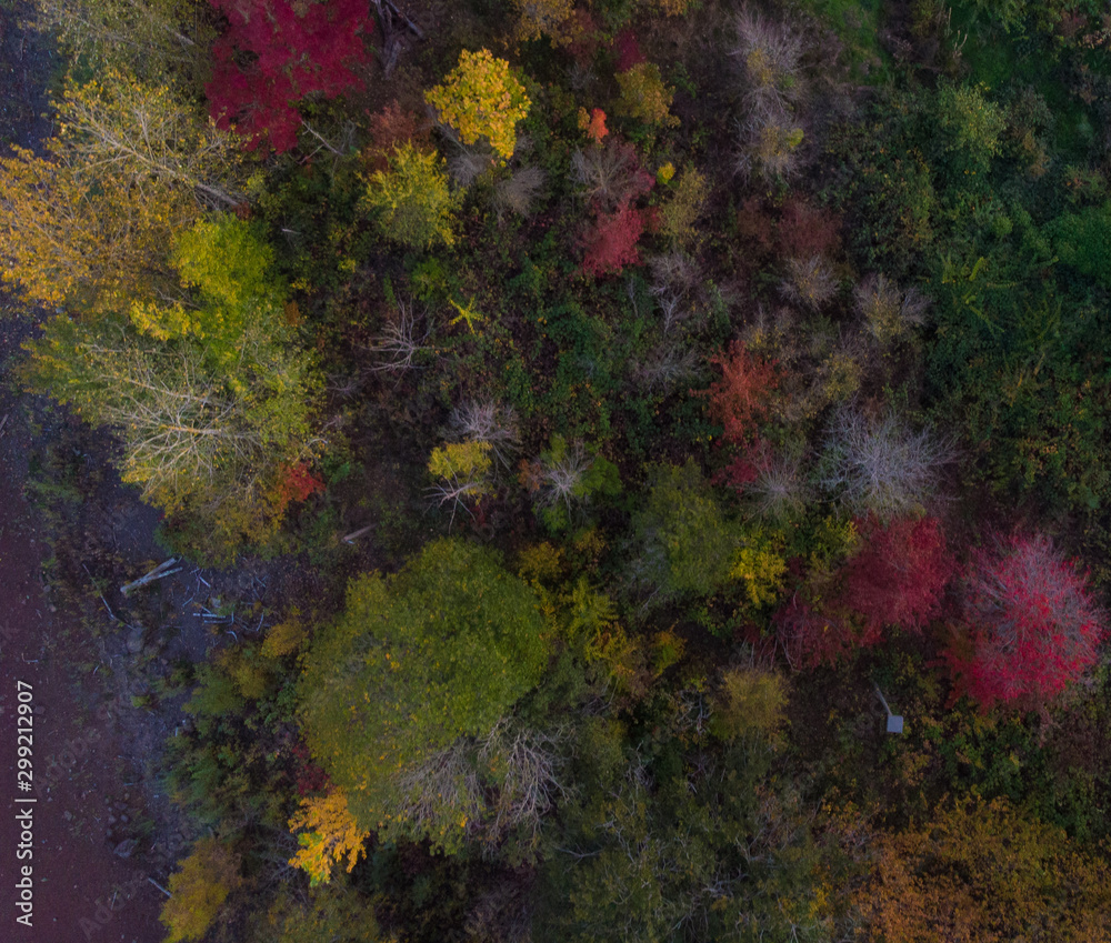 autumn park with colored trees shot from above, top view