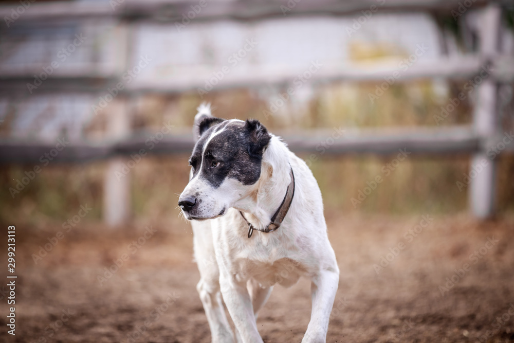Beautiful Central Asian Shepherd Dogs Walk in the Yard Beautiful Central Asian Shepherd Dogs Walk in the Yard