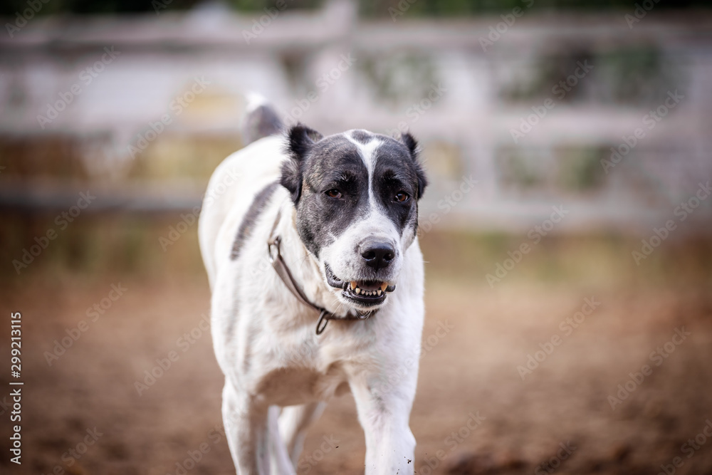 Beautiful Central Asian Shepherd Dogs Walk in the Yard Beautiful Central Asian Shepherd Dogs Walk in the Yard