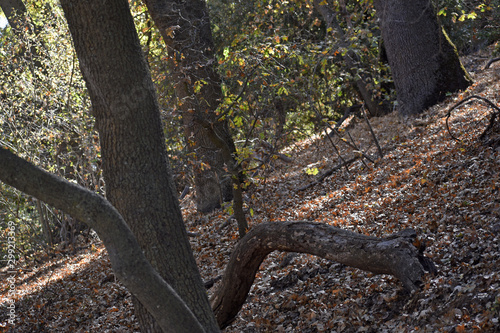 Oak Trees in the Forest