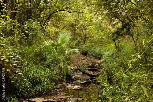 Wooded stream