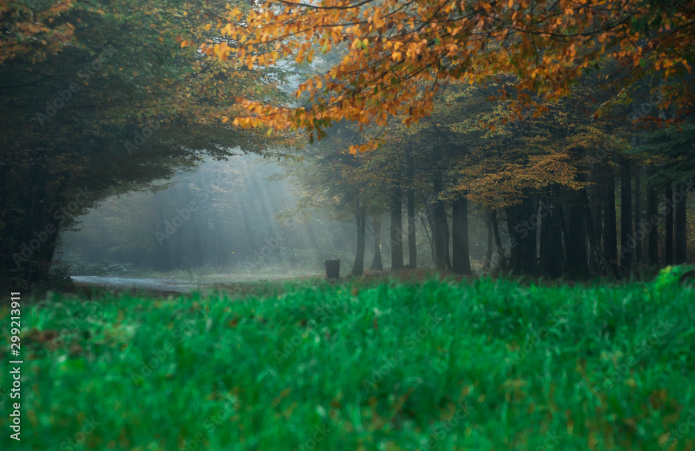 autumn forest natural background suitable for desktops