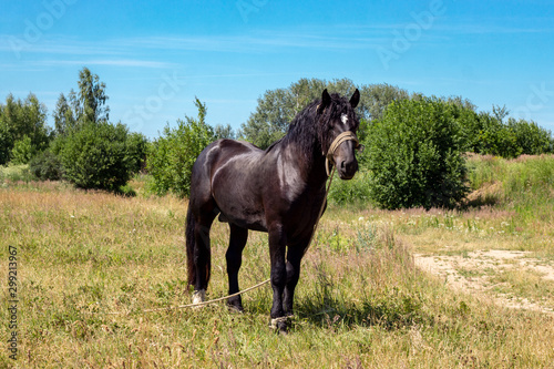 Brown and black horse standing on yellow and green grass background against the blue sky.