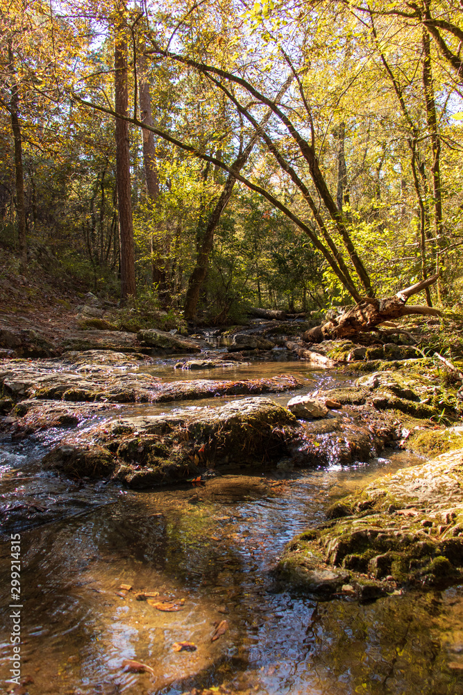 Running stream in woods