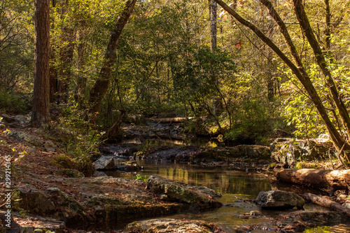 Forest stream